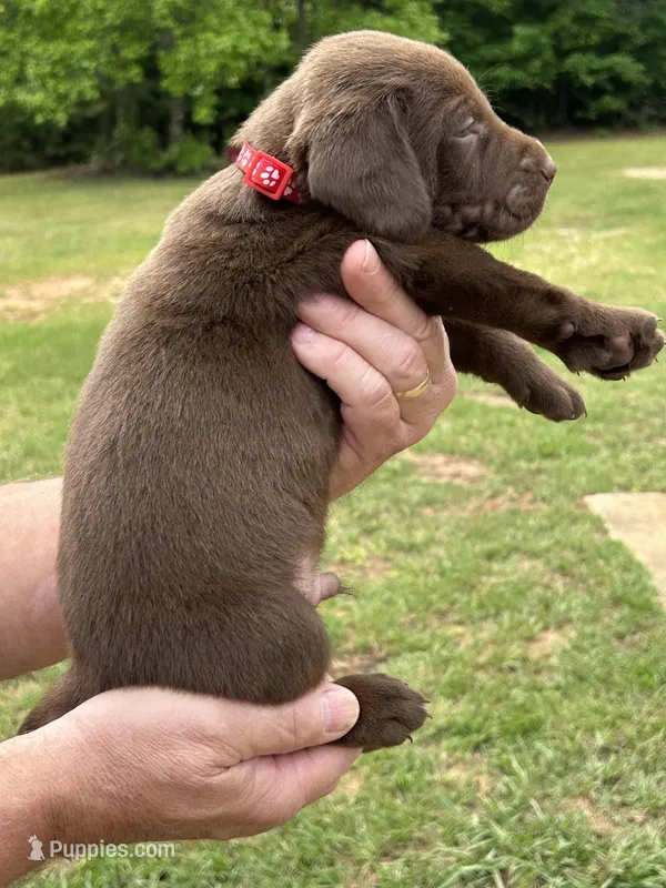 Labrador Retriever (Red) Male – Labrador Retriever puppy for sale in Forsyth, GA