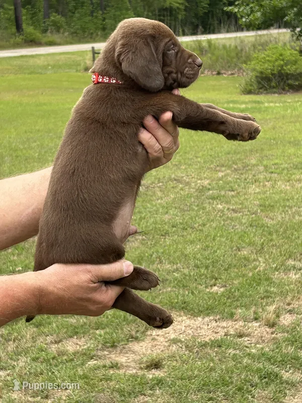 Labrador Retriever (Red) Male – Labrador Retriever puppy for sale in Forsyth, GA