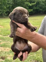 Labrador Retriever (Lavender) Female, a female Labrador Retriever for sale in Forsyth, GA – Photo 2 of 4