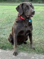 Labrador Retriever (Lavender) Female, a female Labrador Retriever for sale in Forsyth, GA – Photo 4 of 4