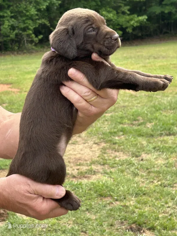 Labrador Retriever (Lavender) Female – Labrador Retriever puppy for sale in Forsyth, GA
