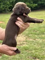 Labrador Retriever (Lavender) Female, a female Labrador Retriever for sale in Forsyth, GA – Photo 1 of 4
