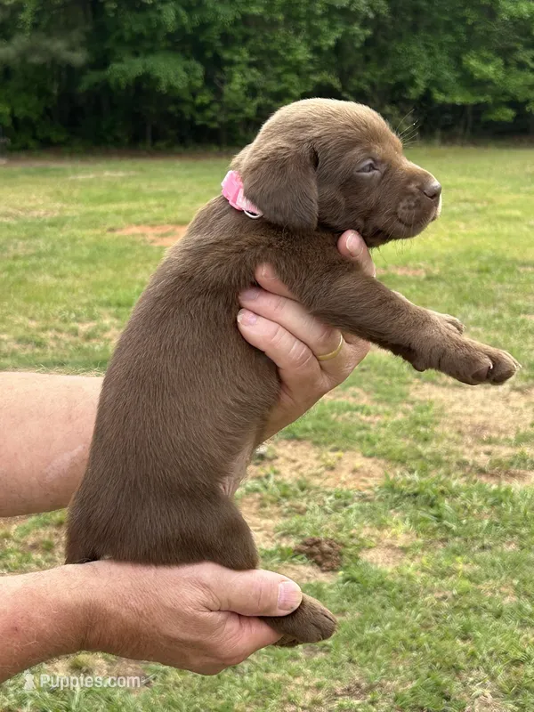 Labrador Retriever (Pink) Female  – Labrador Retriever puppy for sale in Forsyth, GA