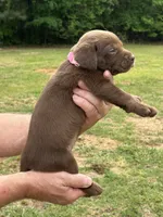 Labrador Retriever (Pink) Female , a female Labrador Retriever for sale in Forsyth, GA – Photo 1 of 4