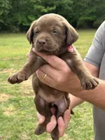 Labrador Retriever (Pink) Female , a female Labrador Retriever for sale in Forsyth, GA – Photo 2 of 4