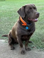Labrador Retriever (Pink) Female , a female Labrador Retriever for sale in Forsyth, GA – Photo 3 of 4