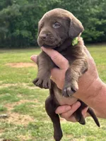 Labrador Retriever (Lime Stripes) Female, a female Labrador Retriever for sale in Forsyth, GA – Photo 2 of 4