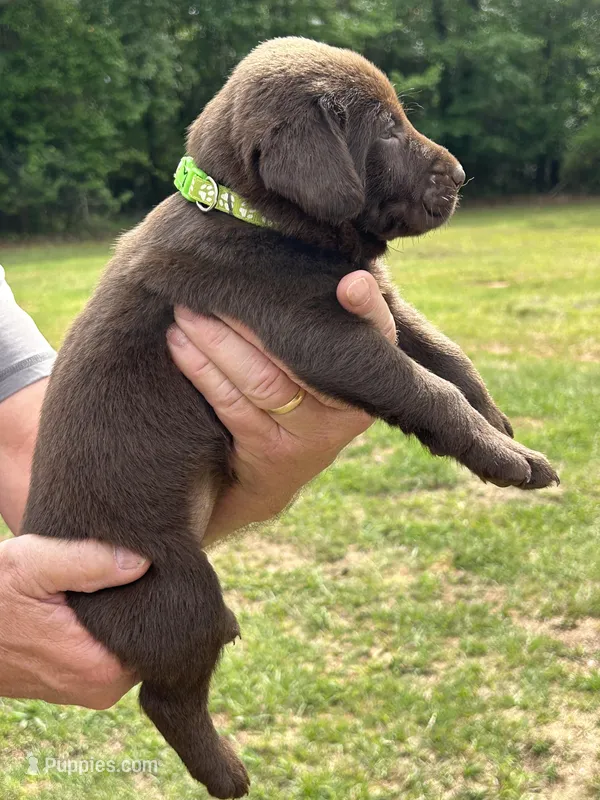 Labrador Retriever (Lime Stripes) Female – Labrador Retriever puppy for sale in Forsyth, GA
