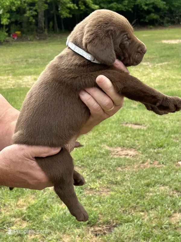 Labrador Retriever (Gray) Male – Labrador Retriever puppy for sale in Forsyth, GA
