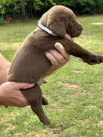 Labrador Retriever (Gray) Male, a male Labrador Retriever for sale in Forsyth, GA – Photo 1 of 4