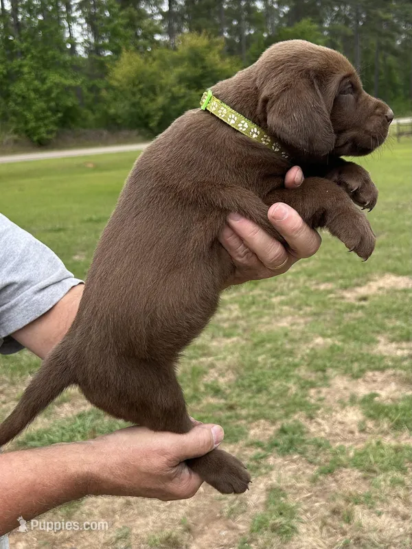 Labrador Retriever (Lime) Female – Labrador Retriever puppy for sale in Forsyth, GA