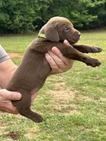 Labrador Retriever (Lime) Female, a female Labrador Retriever for sale in Forsyth, GA – Photo 1 of 4