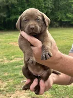 Labrador Retriever (Lime) Female, a female Labrador Retriever for sale in Forsyth, GA – Photo 2 of 4