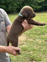Labrador Retriever (Turquoise) Female, a female Labrador Retriever for sale in Forsyth, GA – Photo 1 of 4