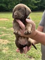 Labrador Retriever (Turquoise) Female, a female Labrador Retriever for sale in Forsyth, GA – Photo 2 of 4