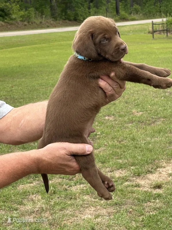 Labrador Retriever (Baby Blue) Male – Labrador Retriever puppy for sale in Forsyth, GA