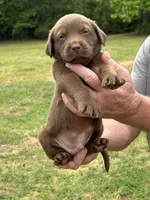 Labrador Retriever (Baby Blue) Male, a male Labrador Retriever for sale in Forsyth, GA – Photo 2 of 4