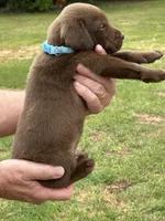 Labrador Retriever (Baby Blue) Male, a male Labrador Retriever for sale in Forsyth, GA – Photo 1 of 4