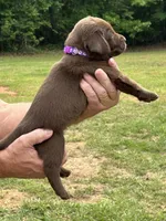 Labrador Retriever (Purple) Female , a female Labrador Retriever for sale in Forsyth, GA – Photo 1 of 4