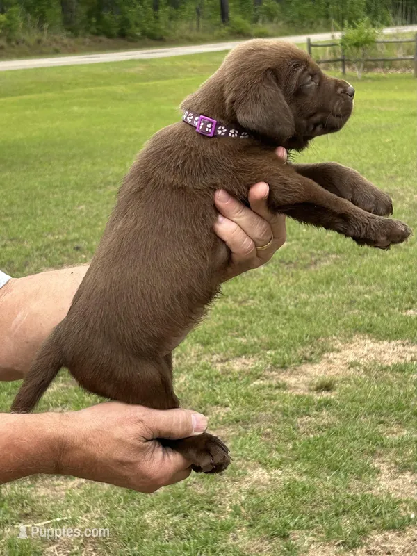 Labrador Retriever (Purple) Female  – Labrador Retriever puppy for sale in Forsyth, GA