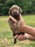 Labrador Retriever (Purple) Female , a female Labrador Retriever for sale in Forsyth, GA – Photo 2 of 4