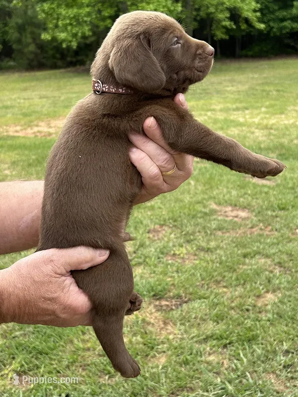 Labrador Retriever (Brown) Male – Labrador Retriever puppy for sale in Forsyth, GA