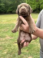 Labrador Retriever (Brown) Male, a male Labrador Retriever for sale in Forsyth, GA – Photo 2 of 4
