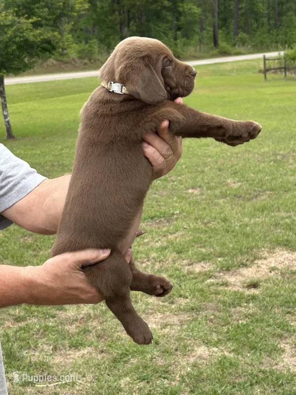 Labrador Retriever (Brown) Male – Labrador Retriever puppy for sale in Forsyth, GA