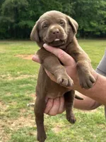 Labrador Retriever (Green) Female, a female Labrador Retriever for sale in Forsyth, GA – Photo 2 of 4
