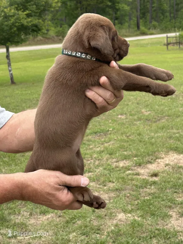Labrador Retriever (Green) Female – Labrador Retriever puppy for sale in Forsyth, GA