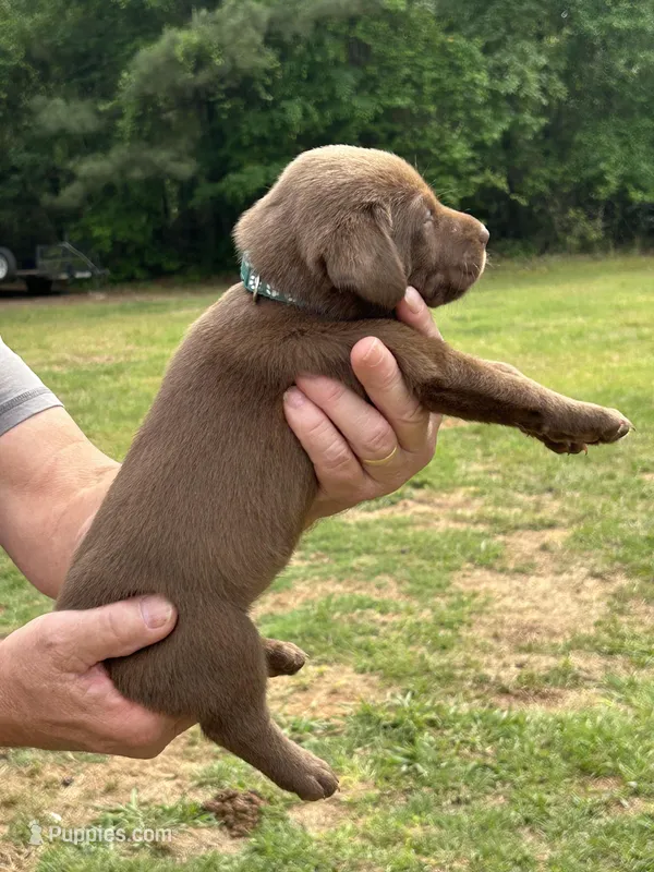 Labrador Retriever (Green) Female – Labrador Retriever puppy for sale in Forsyth, GA