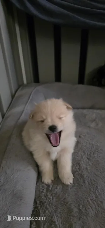 Romeo – Pomeranian puppy for sale in Madison, MS