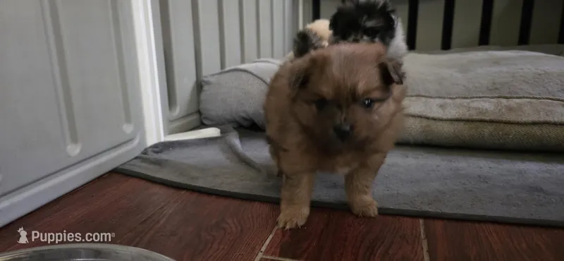 Eddie – Pomeranian puppy for sale in Madison, MS