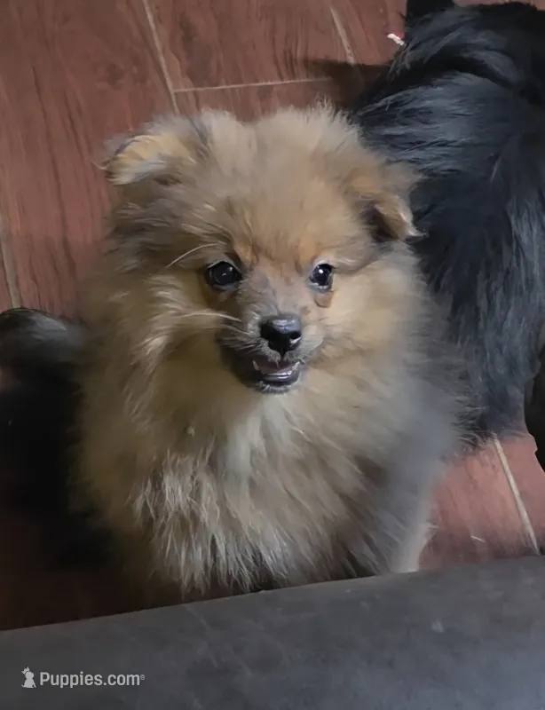 Eddie – Pomeranian puppy for sale in Madison, MS