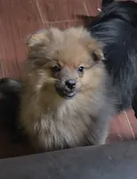 Eddie, a male Pomeranian for sale in Madison, MS – 1 of 6
