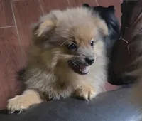 Eddie, a male Pomeranian for sale in Madison, MS – 2 of 6