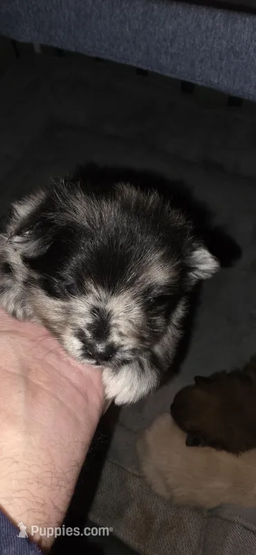 Junior – Pomeranian puppy for sale in Madison, MS