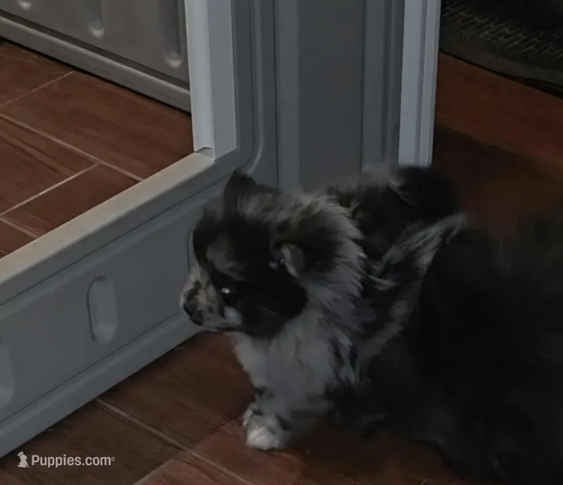 Junior – Pomeranian puppy for sale in Madison, MS