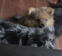 Junior, a male Pomeranian for sale in Madison, MS – 3 of 8