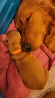Ms. Orange, a female Golden Retriever for sale in Rowlett, TX – 2 of 4