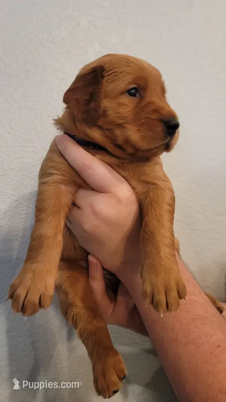 Ms. Purple – Golden Retriever puppy for sale in Rowlett, TX