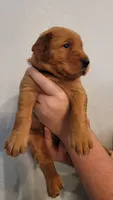 Ms. Purple, a female Golden Retriever for sale in Rowlett, TX – 1 of 2