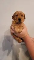 Ms. Yellow, a female Golden Retriever for sale in Rowlett, TX – 1 of 3