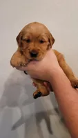Ms. Yellow, a female Golden Retriever for sale in Rowlett, TX – 2 of 3