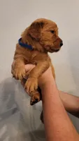 Mr. Blue, a male Golden Retriever for sale in Rowlett, TX – 2 of 3