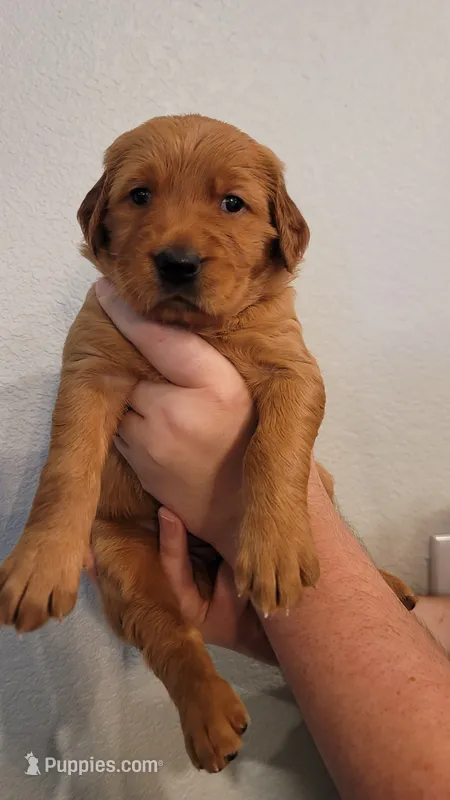 Ms. Purple – Golden Retriever puppy for sale in Rowlett, TX