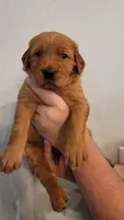 Ms. Purple, a female Golden Retriever for sale in Rowlett, TX – 2 of 2