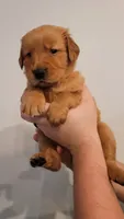 Ms. Orange, a female Golden Retriever for sale in Rowlett, TX – 3 of 4