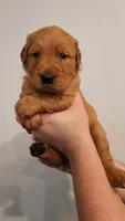 Mr. Light Green, a male Golden Retriever for sale in Rowlett, TX – 3 of 4