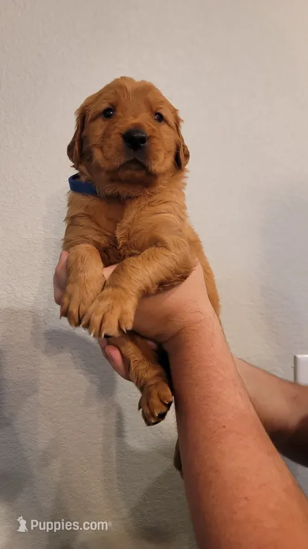 Mr. Blue – Golden Retriever puppy for sale in Rowlett, TX